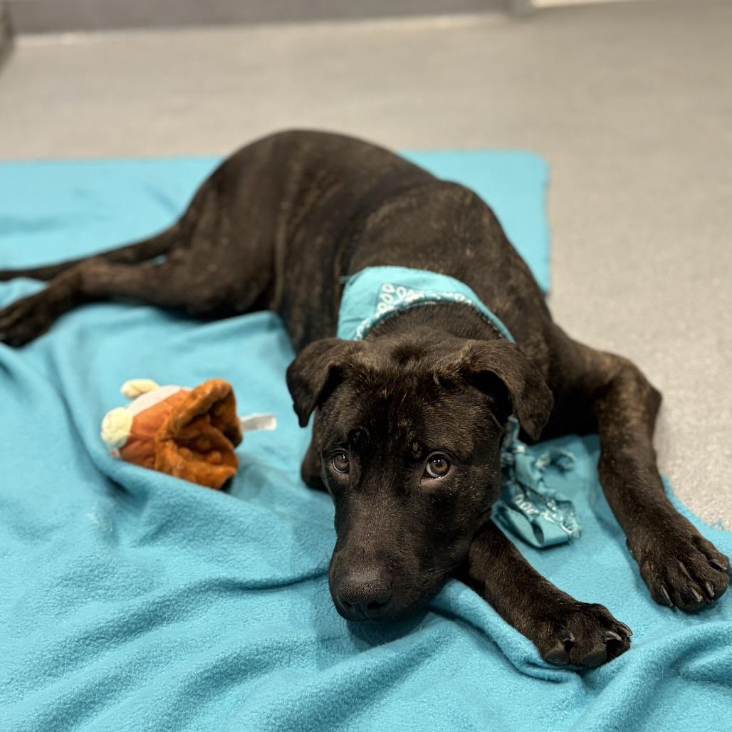 Enlarge Cain, a Adoptable Mixed Breed in Canal Winchester, OH image 3/5
