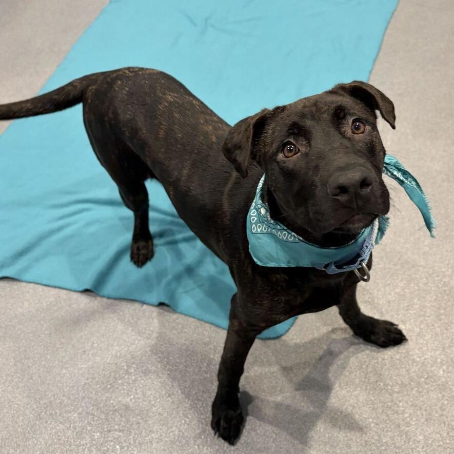 Enlarge Cain, a Adoptable Mixed Breed in Canal Winchester, OH image 4/5