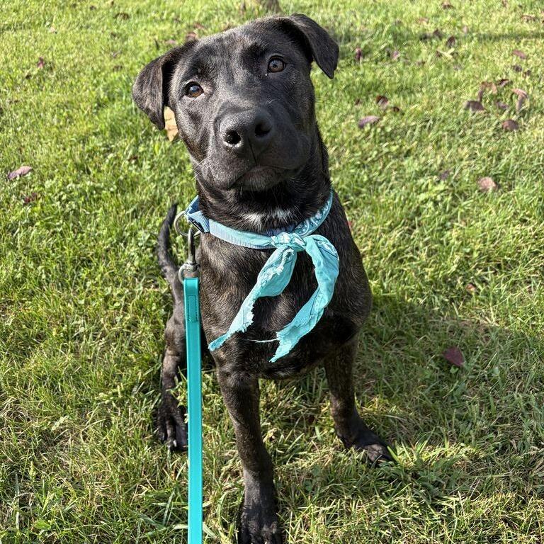 Enlarge Cain, a Adoptable Mixed Breed in Canal Winchester, OH image 5/5