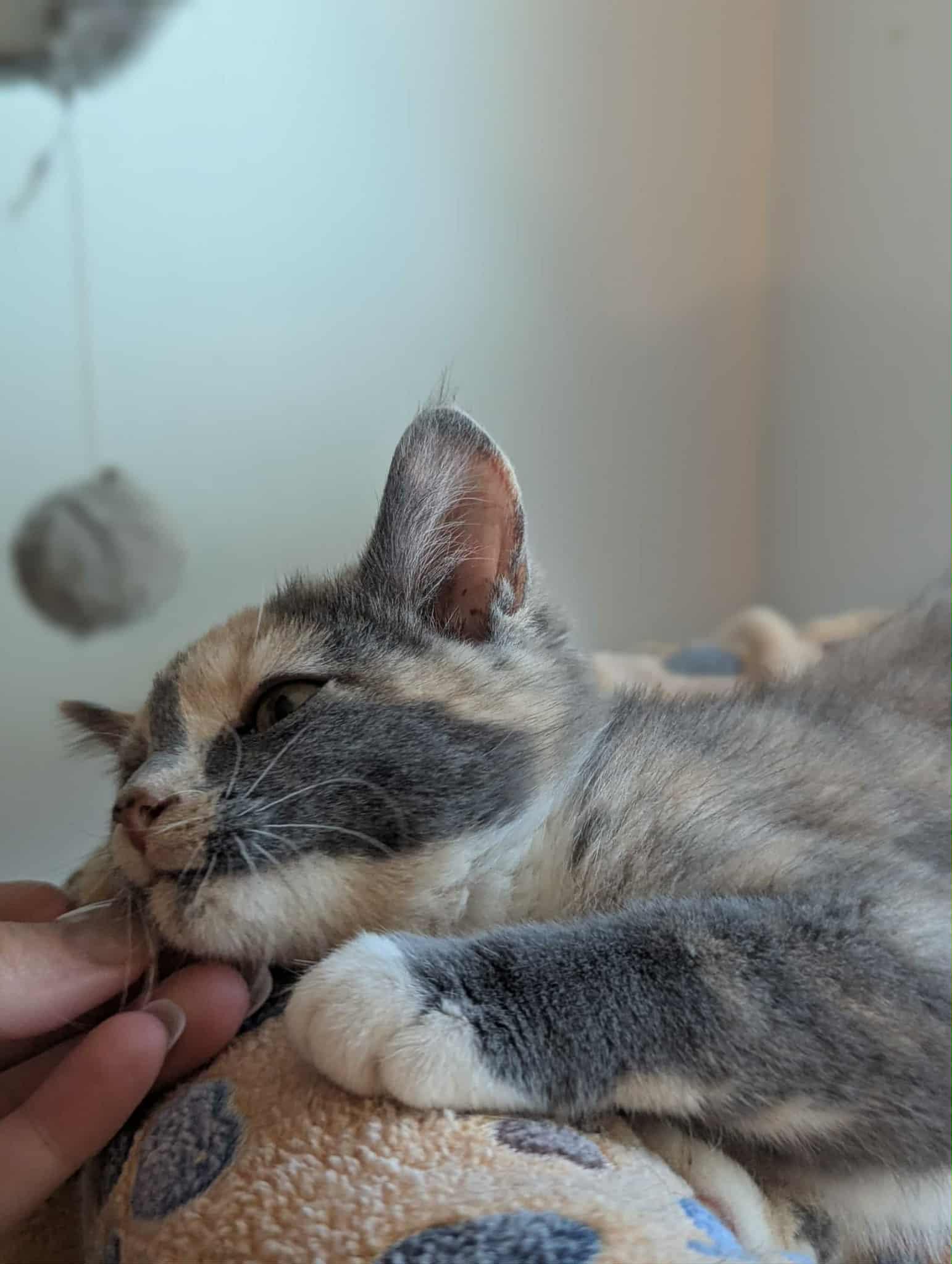 Rosie thumbnail 5