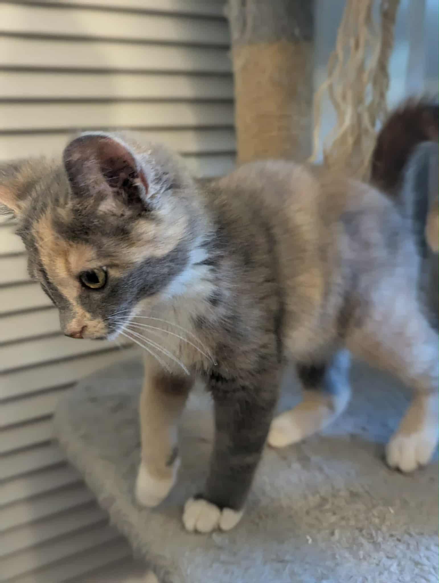 Rosie thumbnail 4