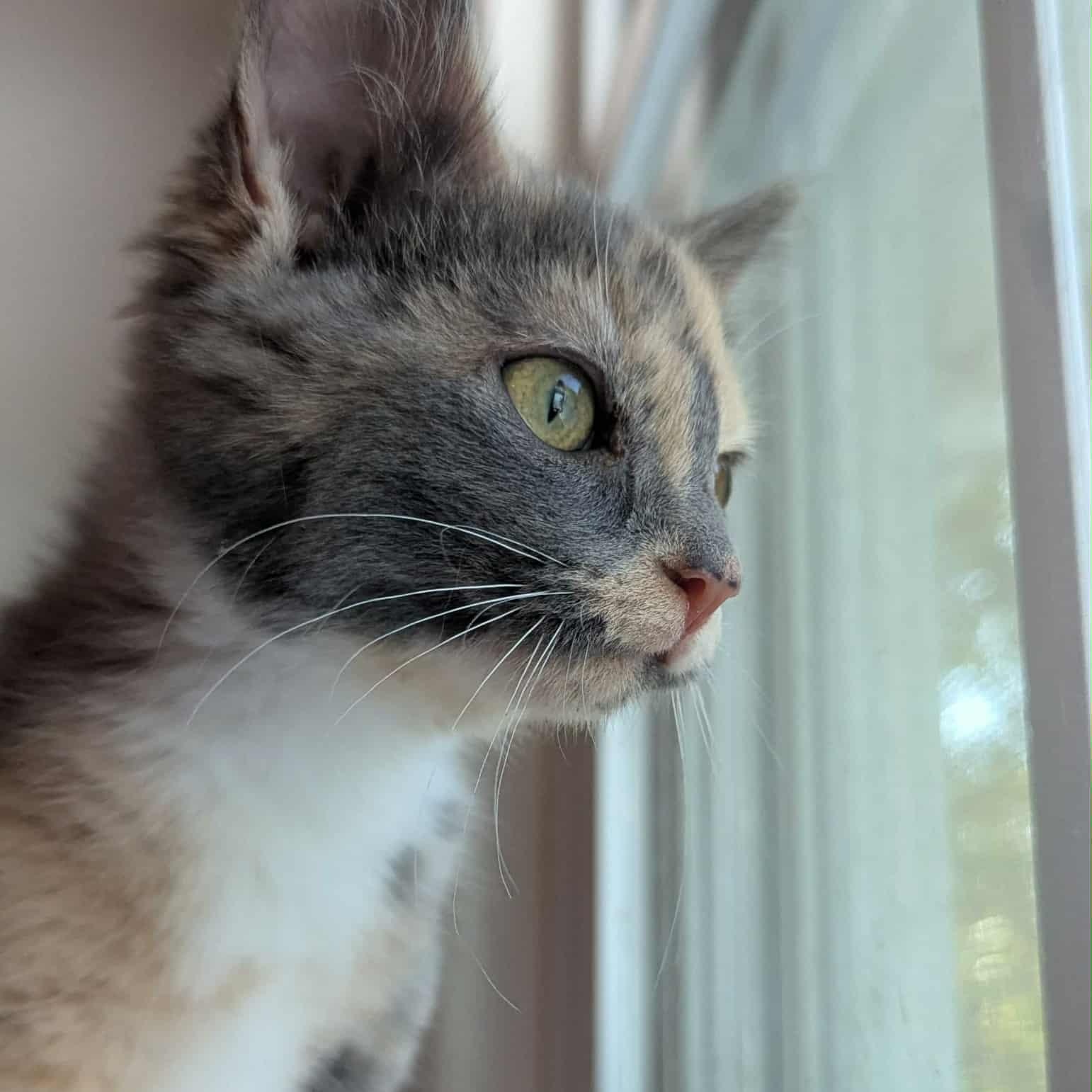 Rosie