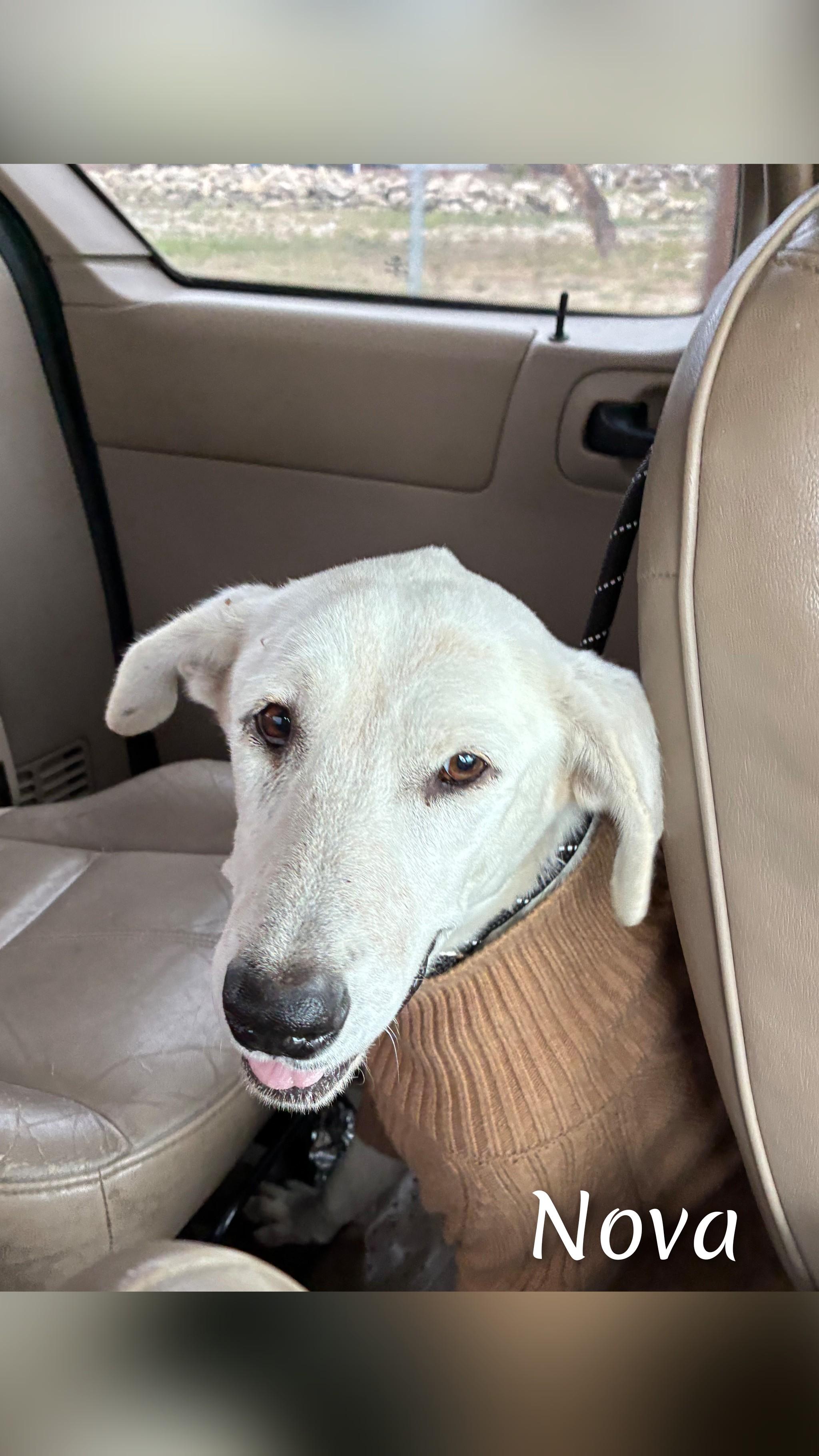 Enlarge Madison, a Adoptable mixed breed in Fredericksburg, VA image 4/6