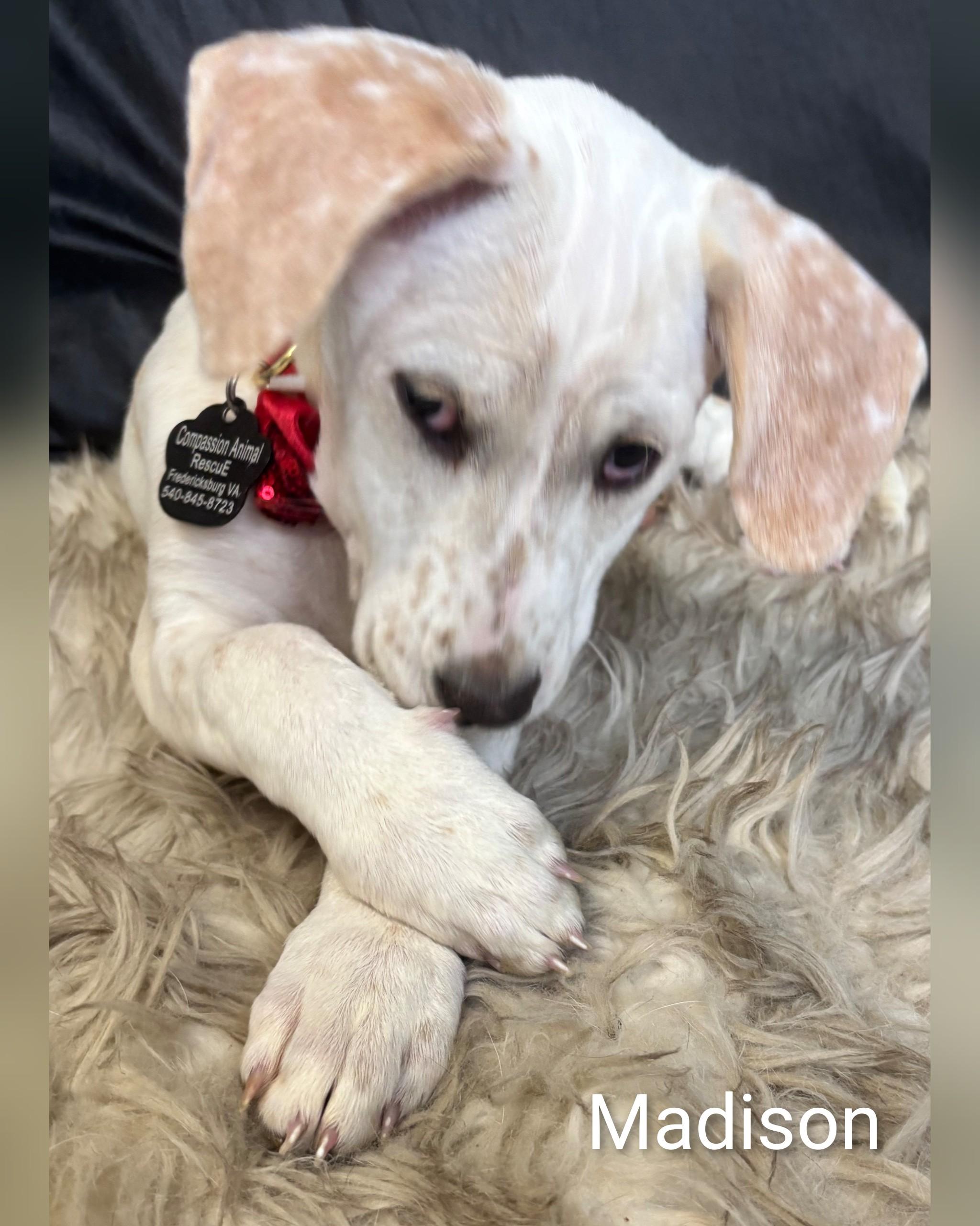 Enlarge Madison, a Adoptable mixed breed in Fredericksburg, VA image 5/6