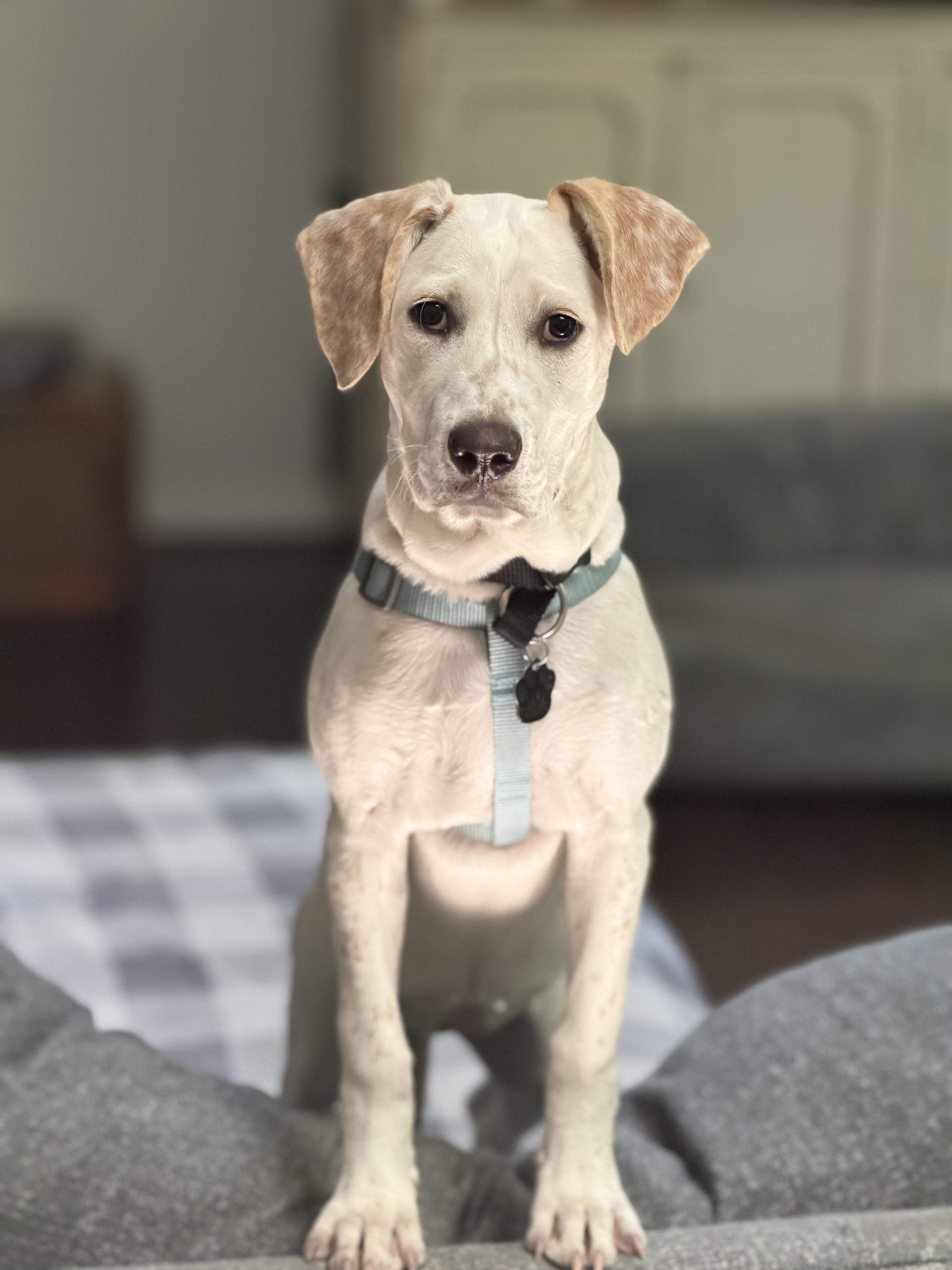 Madison, Adoptable, Puppy Female Labrador Retriever & Mixed Breed.