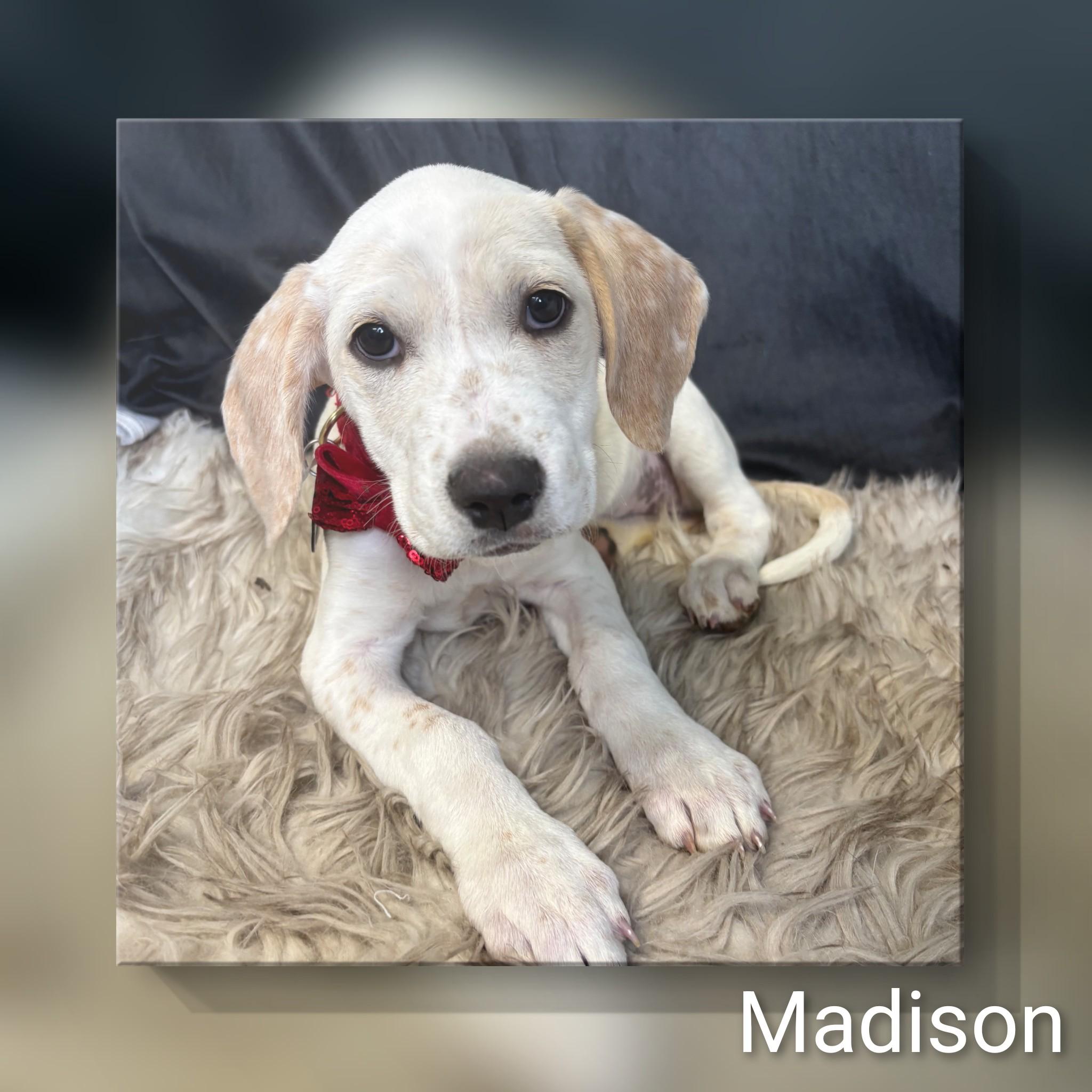 Madison, Adoptable, Puppy Female Labrador Retriever & Mixed Breed.