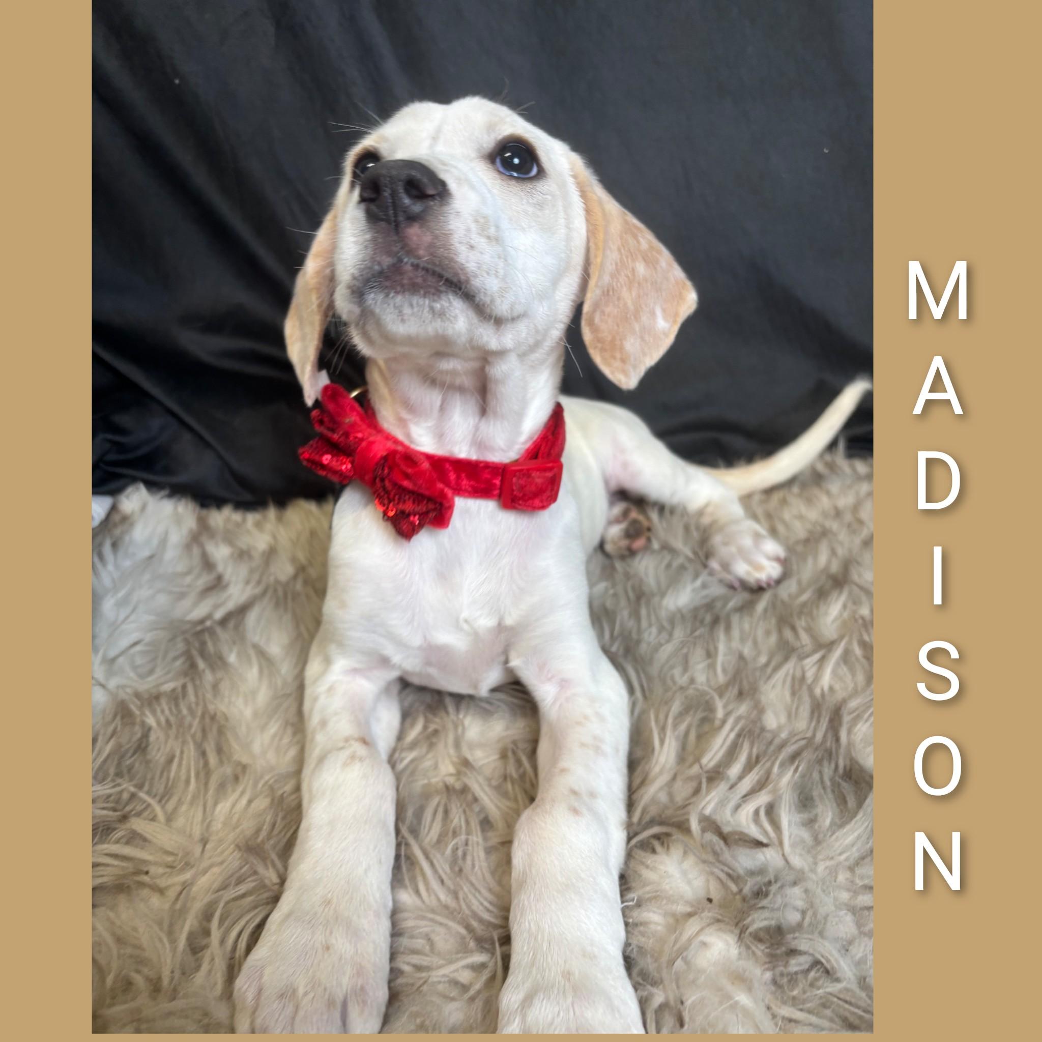 Enlarge Madison, a Adoptable mixed breed in Fredericksburg, VA image 3/6