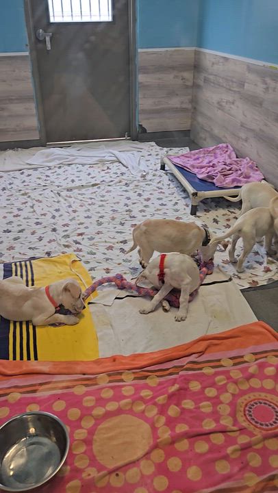 Enlarge Madison, a Adoptable mixed breed in Fredericksburg, VA video 2/6