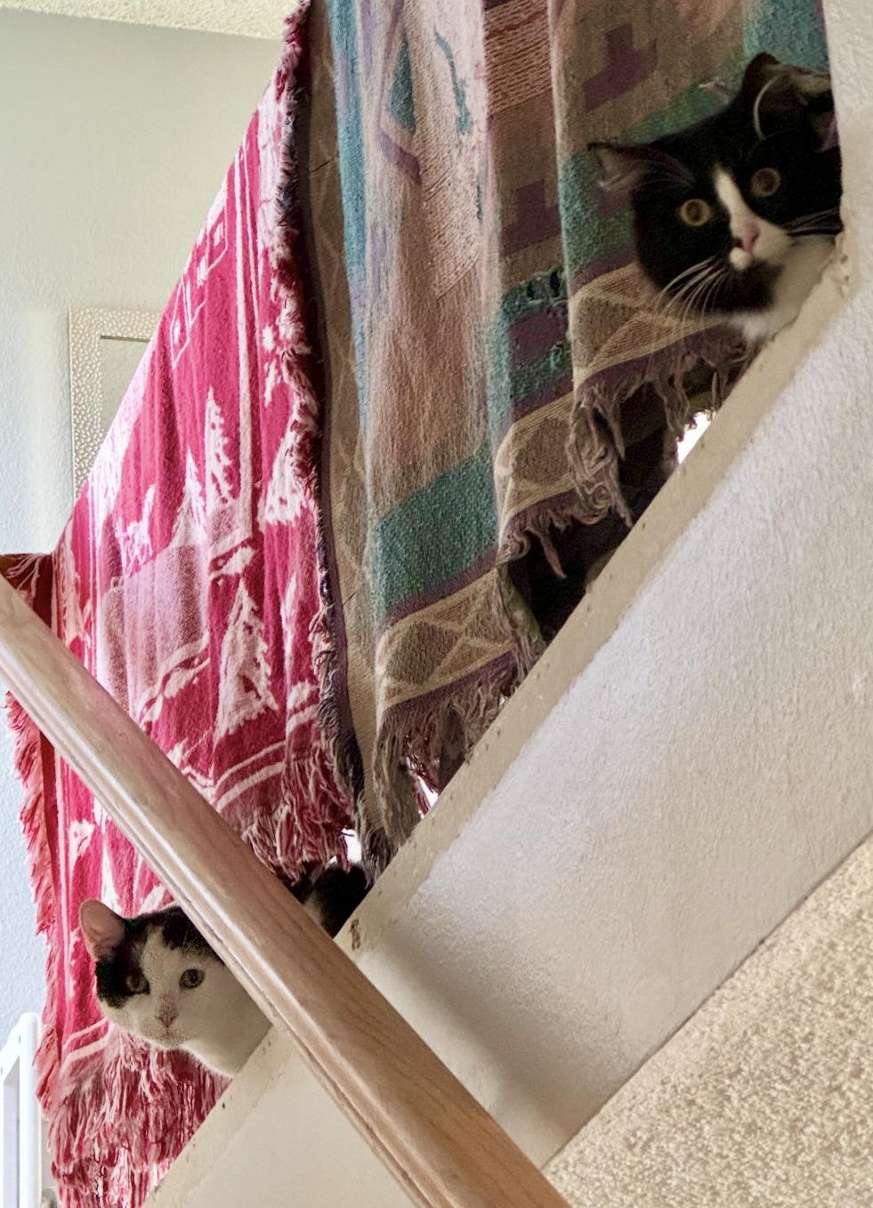 Enlarge Mason, a Adoptable Domestic Short Hair in Los Angeles, CA image 1/6