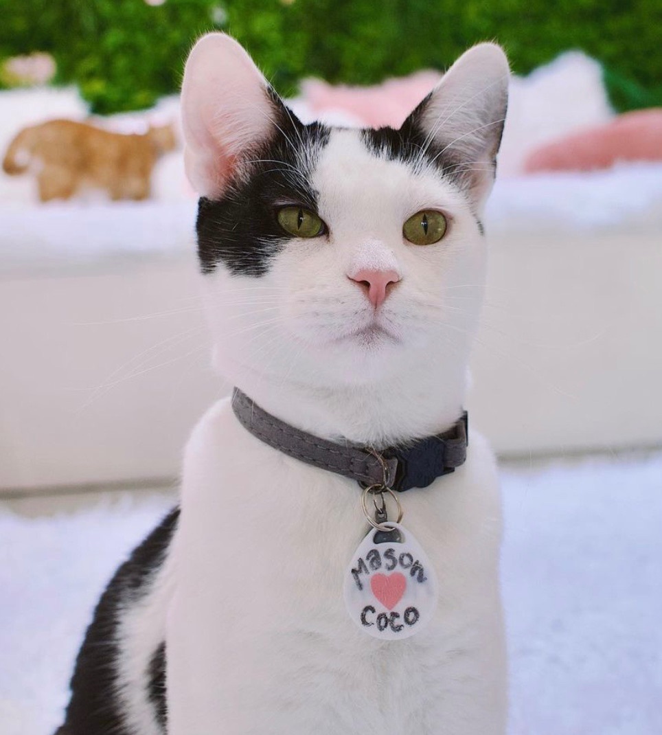 Mason Domestic Short Hair Cat