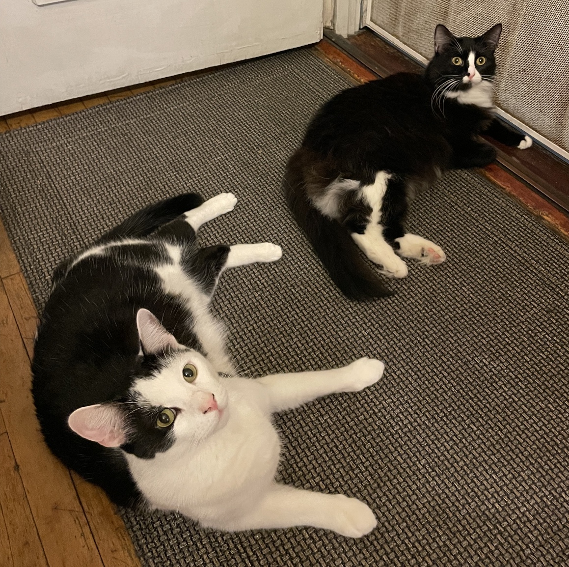 Enlarge Mason, a Adoptable Domestic Short Hair in Los Angeles, CA image 3/6