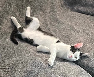 Enlarge Mason, a Adoptable Domestic Short Hair in Los Angeles, CA image 5/6