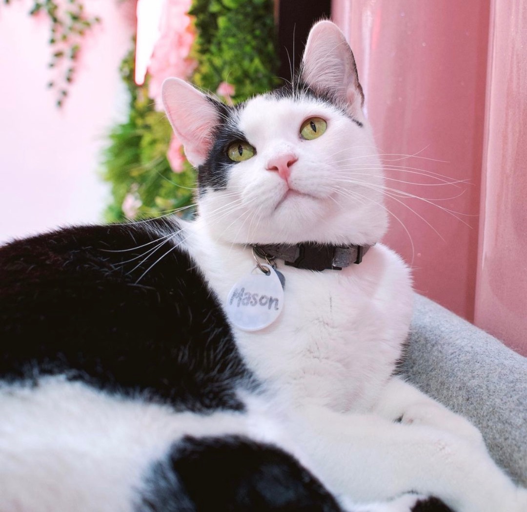 Enlarge Mason, a Adoptable Domestic Short Hair in Los Angeles, CA image 4/6