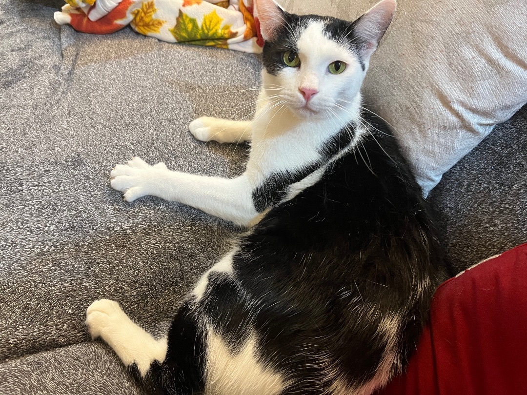 Enlarge Mason, a Adoptable Domestic Short Hair in Los Angeles, CA image 6/6