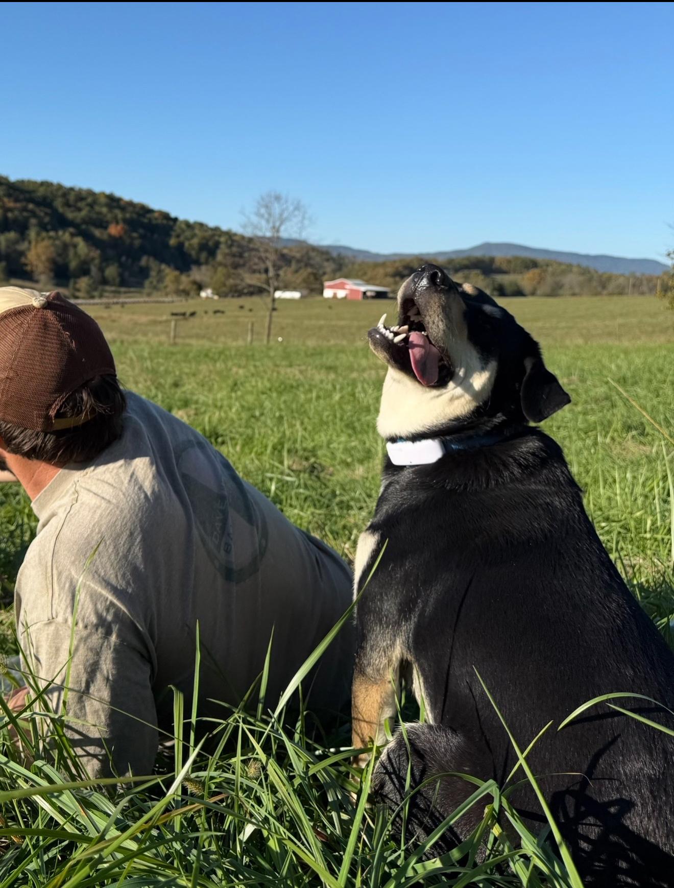 Enlarge Johnna, a Adoptable mixed breed in Warner, NH image 3/5