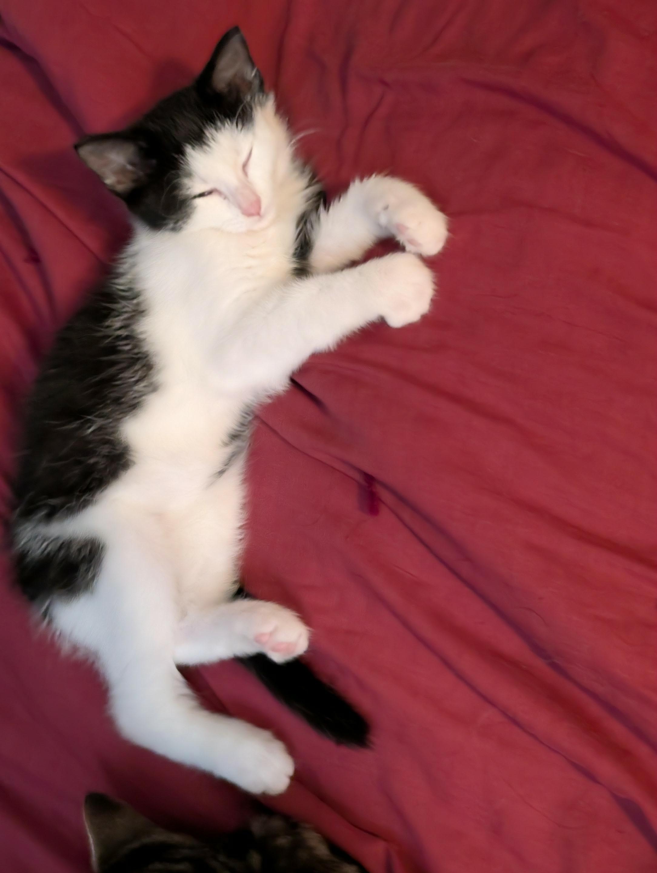 Teeter, a Adoptable Domestic Short Hair in Shakespeare, ON image 4/6