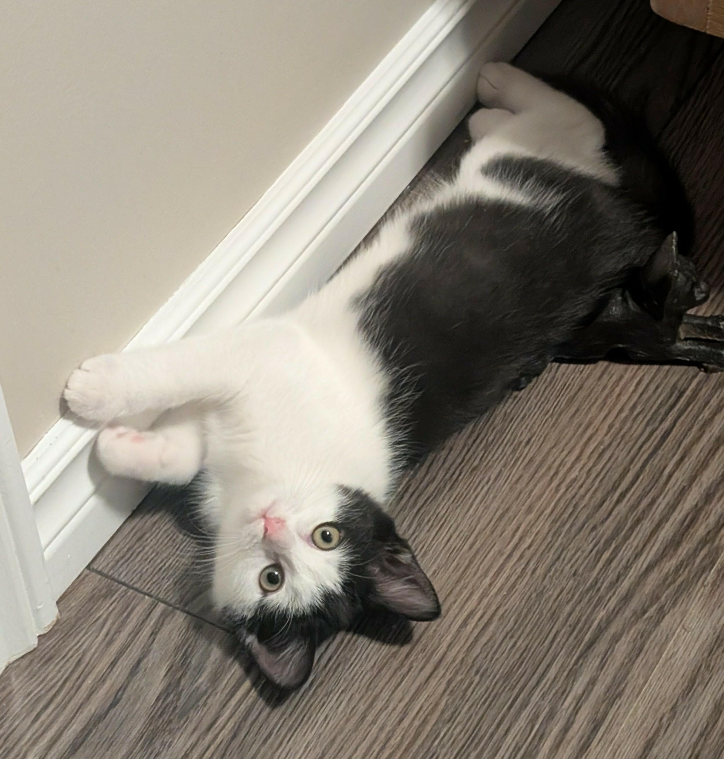 Teeter, a Adoptable Domestic Short Hair in Shakespeare, ON image 2/6