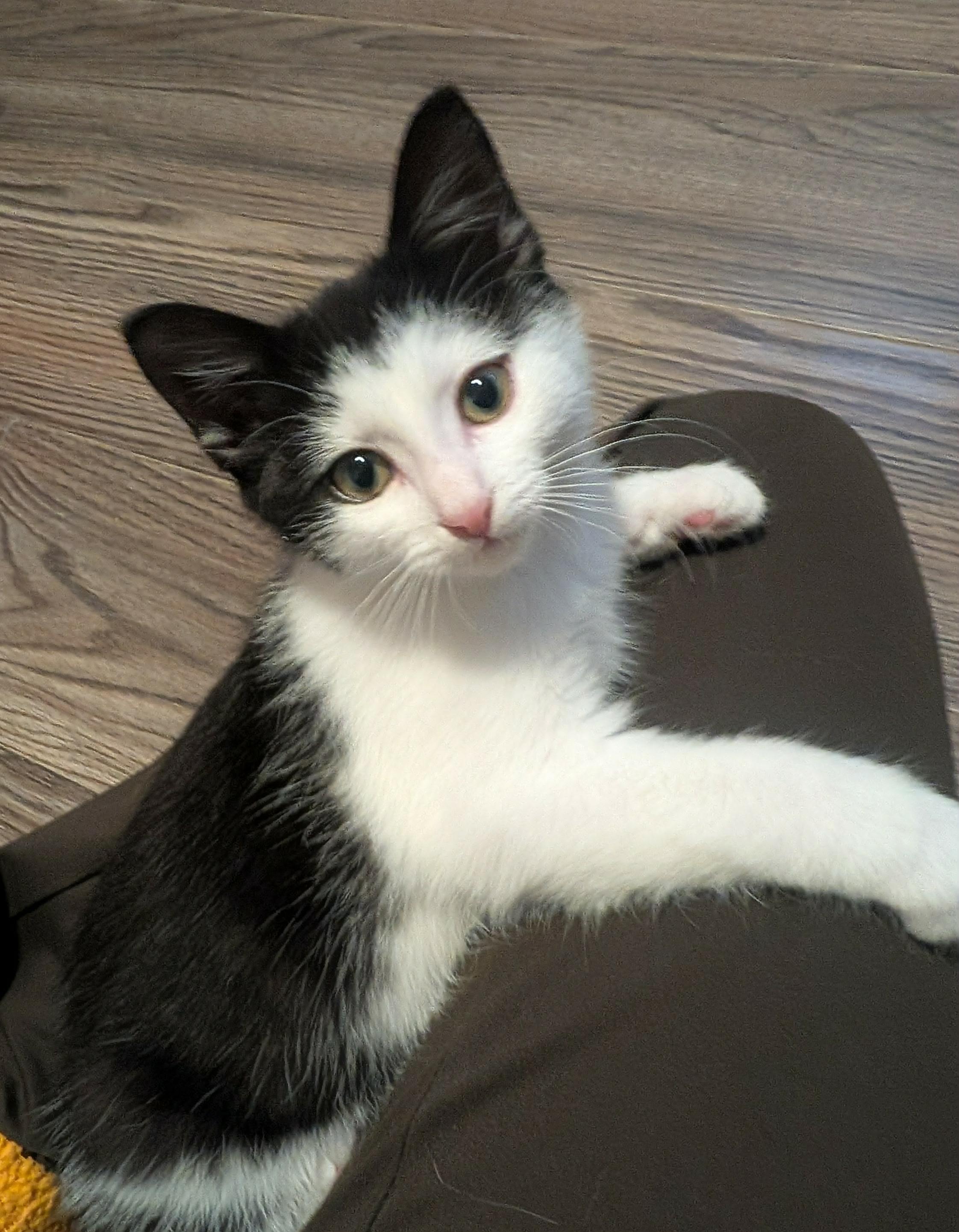 Teeter, a Adoptable Domestic Short Hair in Shakespeare, ON image 3/6