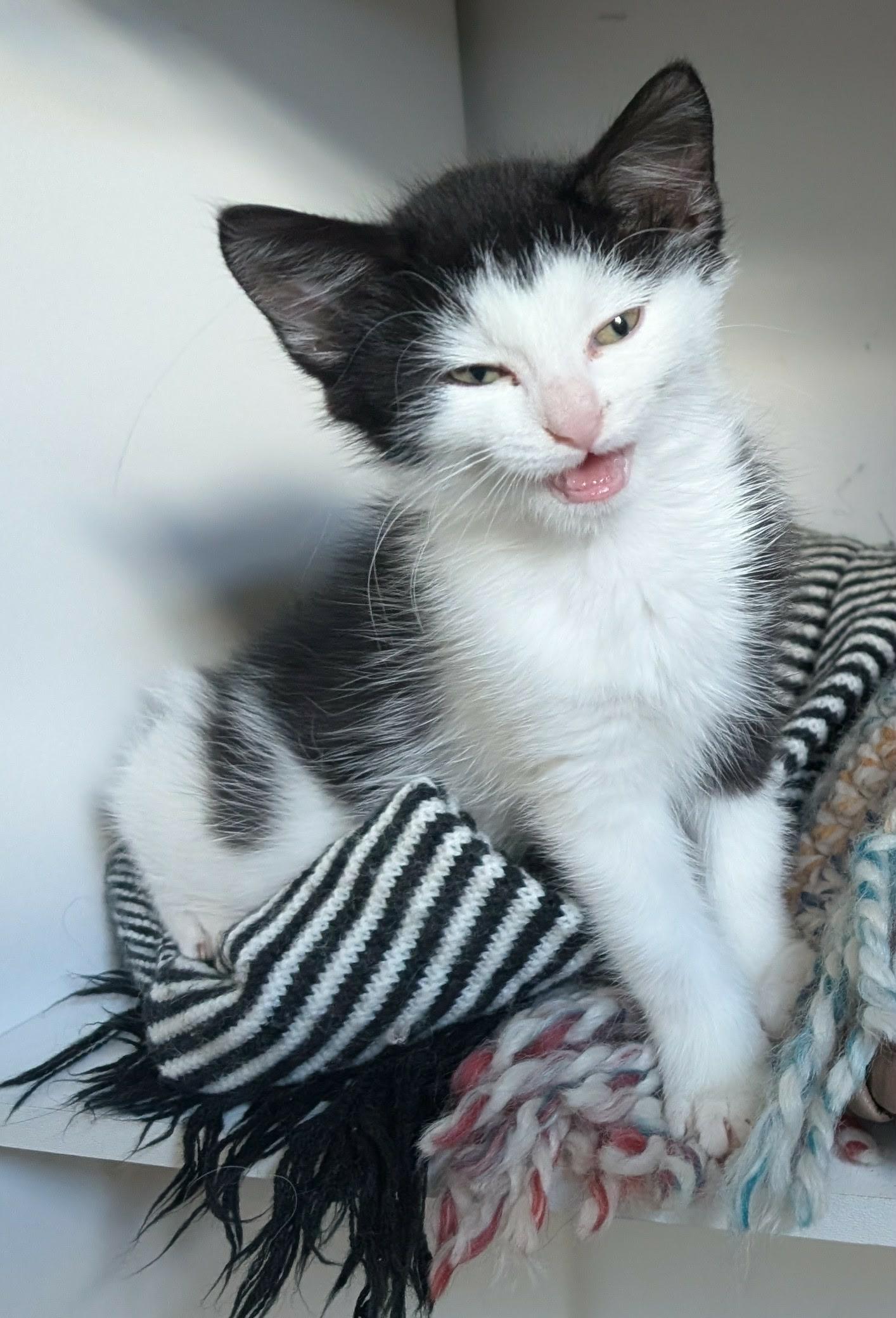 Teeter, Adoptable, Kitten Male Domestic Short Hair.