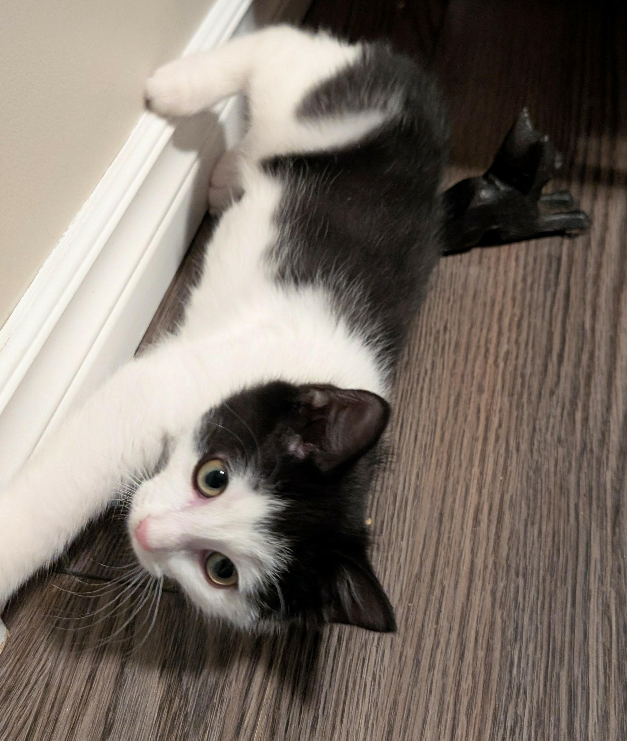 Teeter, a Adoptable Domestic Short Hair in Shakespeare, ON image 5/6