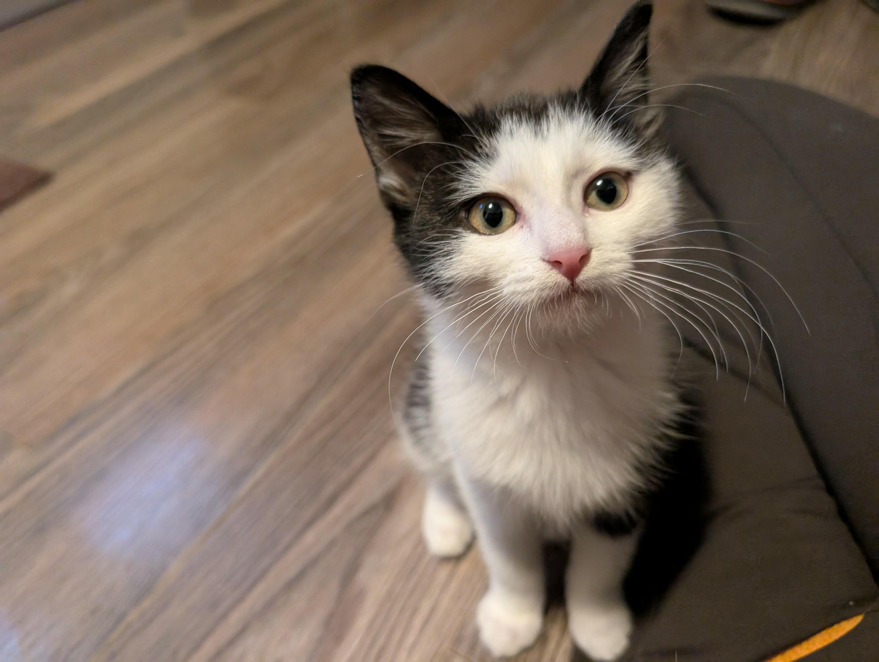 Teeter, a Adoptable Domestic Short Hair in Shakespeare, ON image 6/6