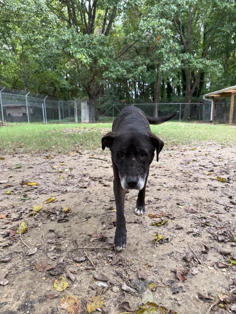 Leia, Adoptable, Senior Female Labrador Retriever & Mixed Breed.
