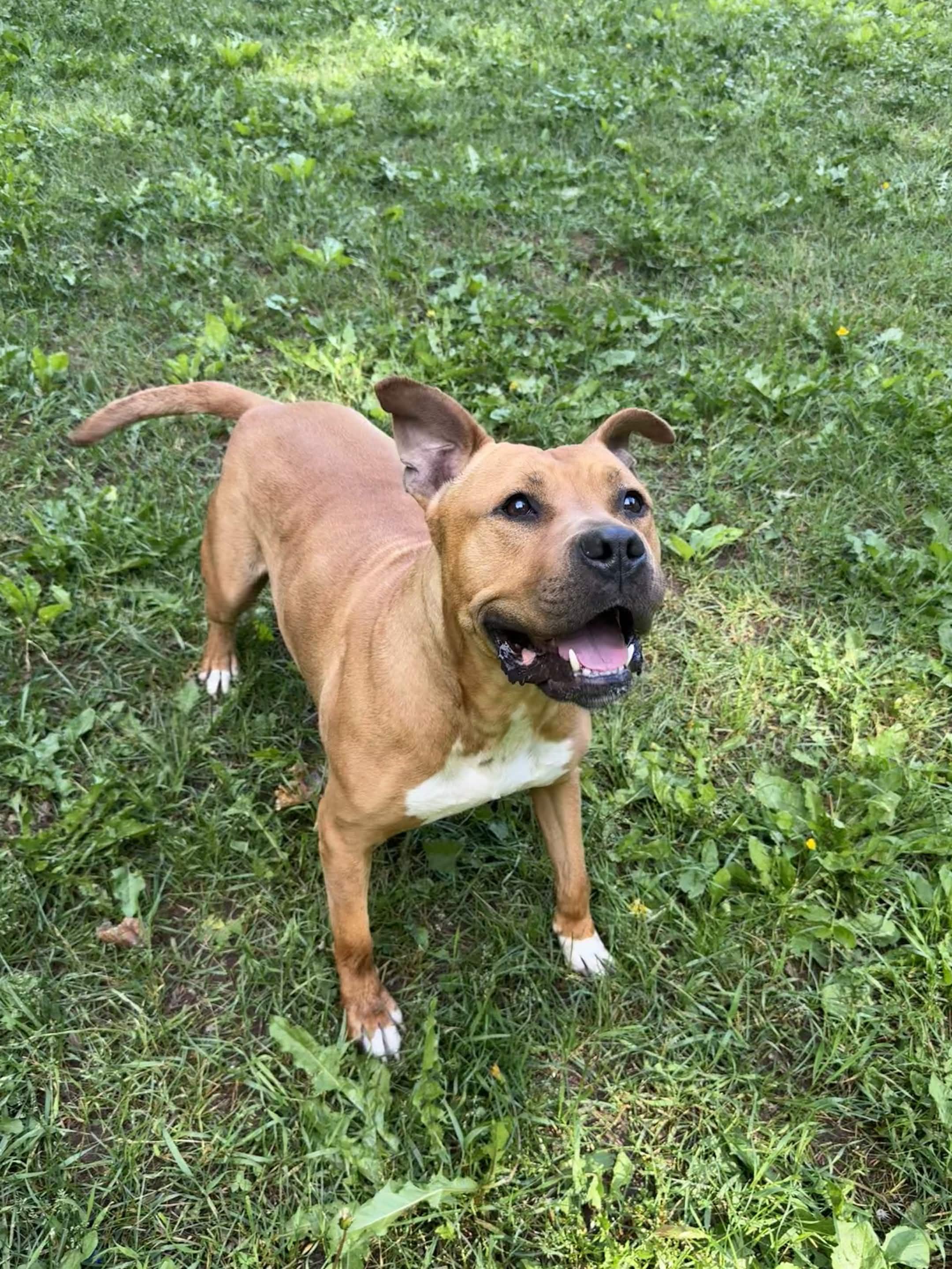 Tank, a ADOPTABLE Pit Bull Terrier in Houghton, MI image 2/5