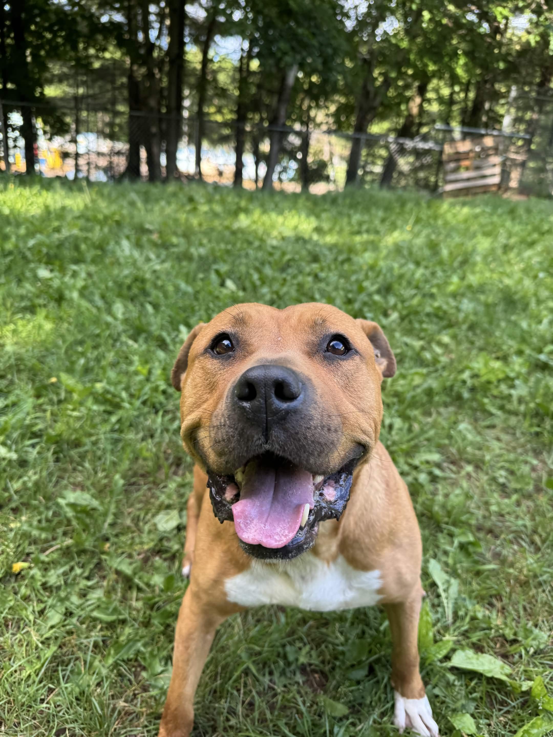Tank, a ADOPTABLE Pit Bull Terrier in Houghton, MI image 3/5
