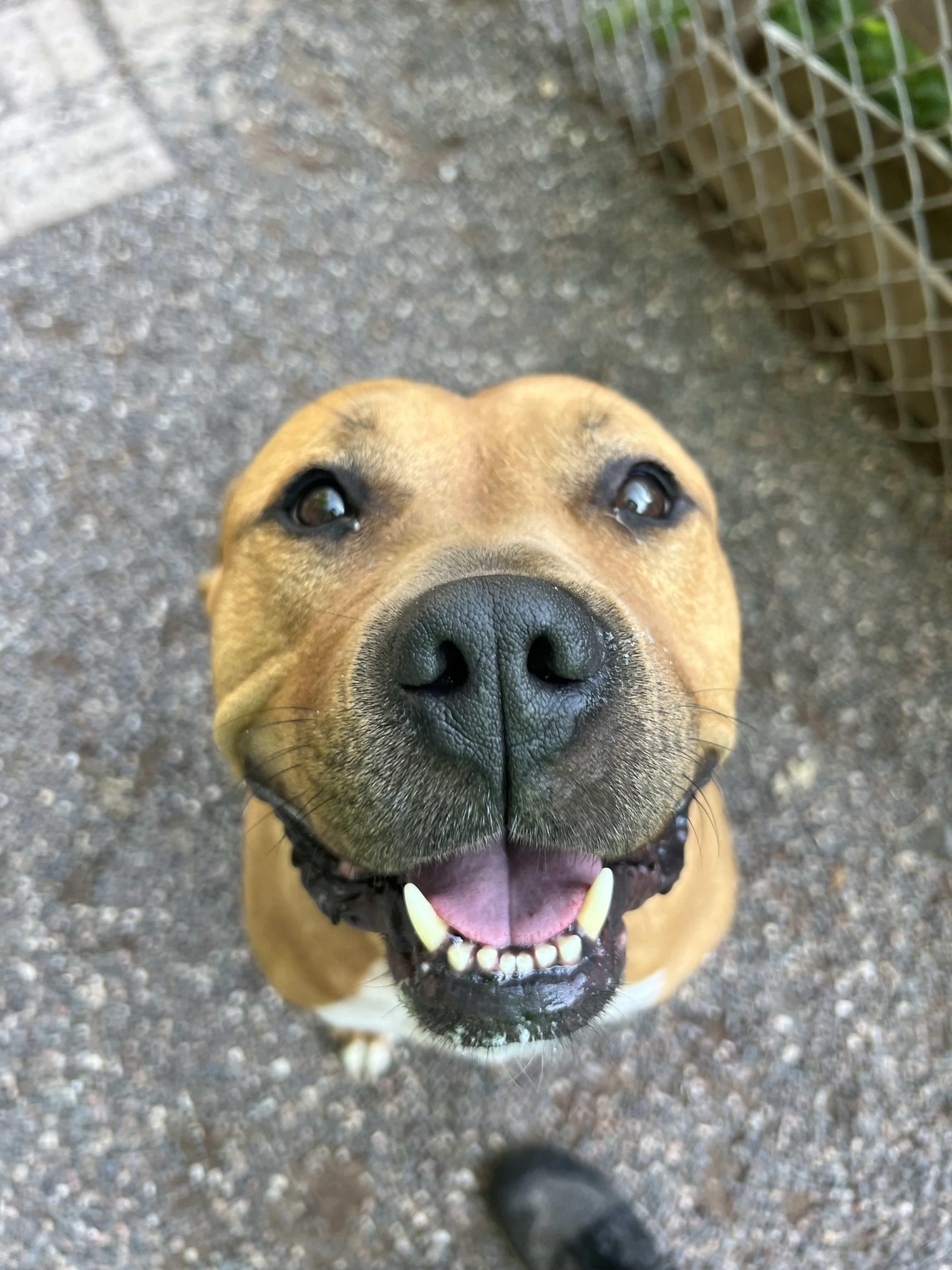 Tank, a ADOPTABLE Pit Bull Terrier in Houghton, MI image 4/5