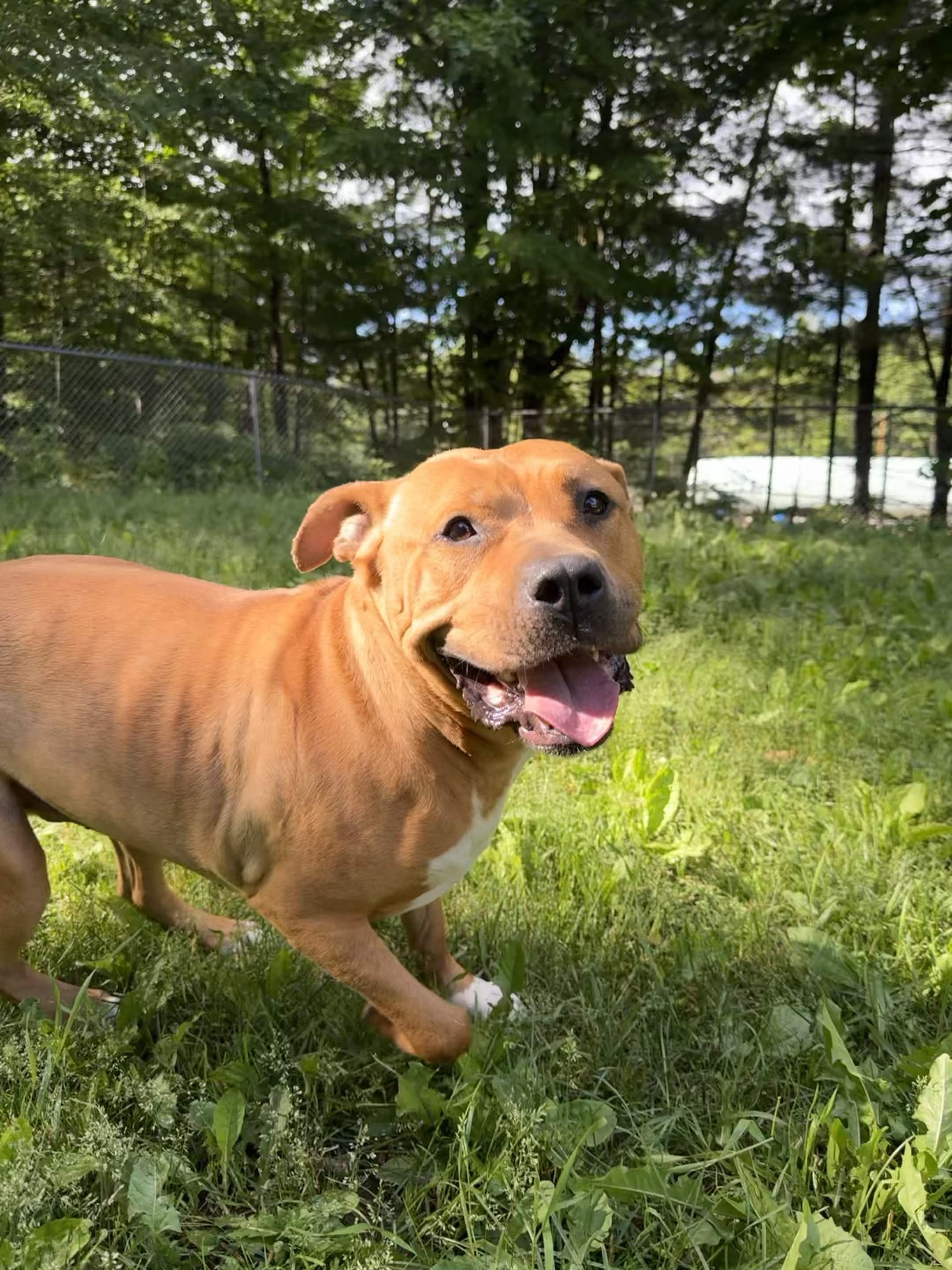 Tank, a ADOPTABLE Pit Bull Terrier in Houghton, MI image 1/5