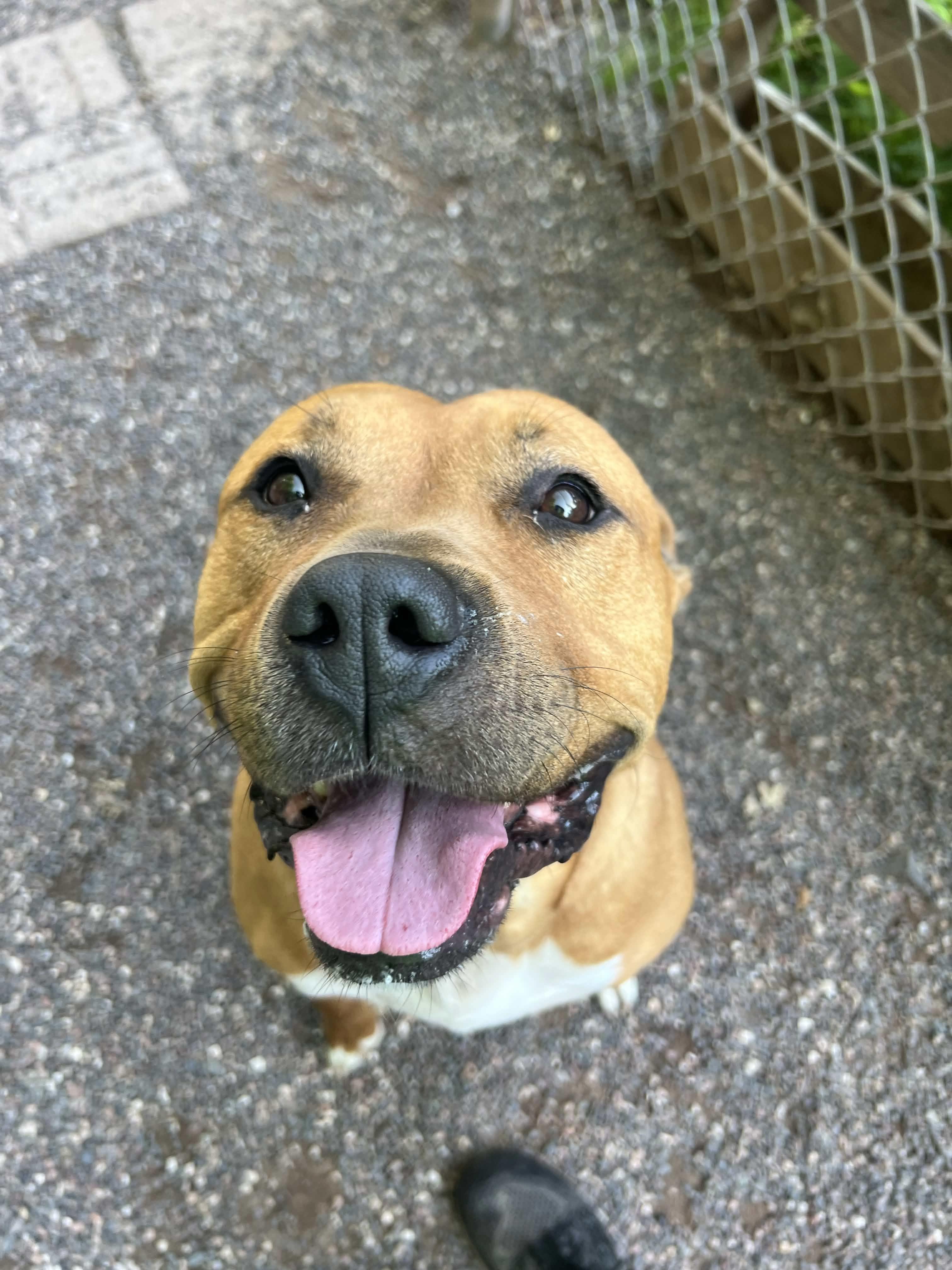Tank, a ADOPTABLE Pit Bull Terrier in Houghton, MI image 5/5
