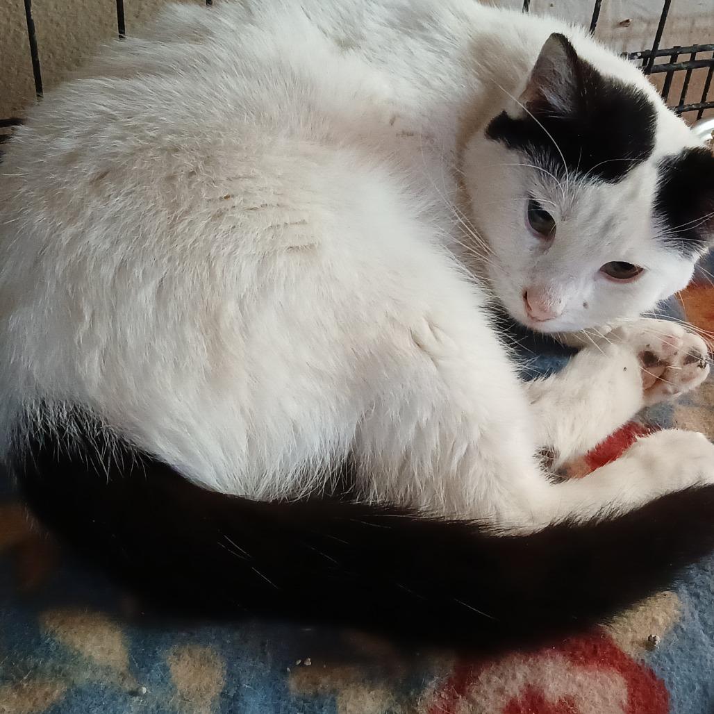 Mooma, Adoptable, Young Female Domestic Short Hair.