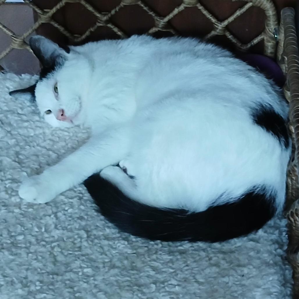 Enlarge Mooma, a Adoptable Domestic Short Hair in Irwin, PA image 2/6
