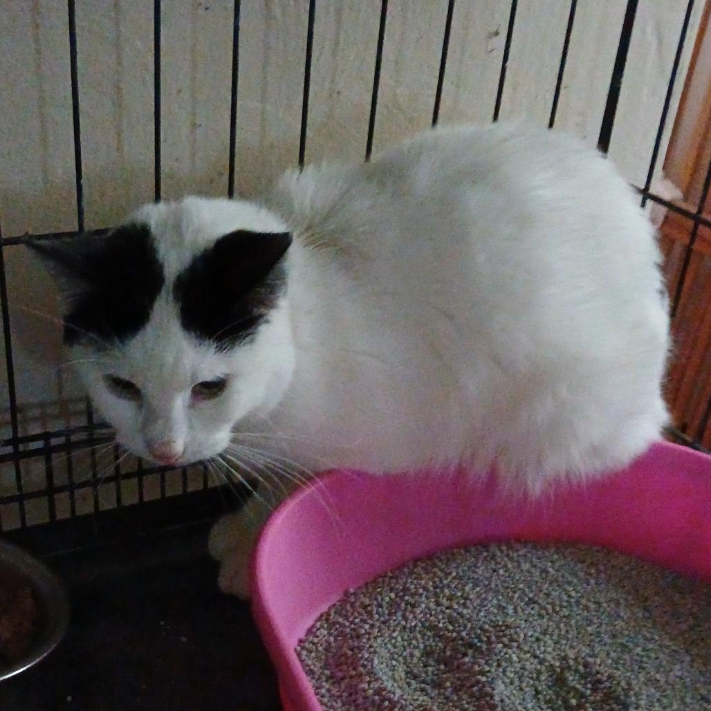 Enlarge Mooma, a Adoptable Domestic Short Hair in Irwin, PA image 3/4