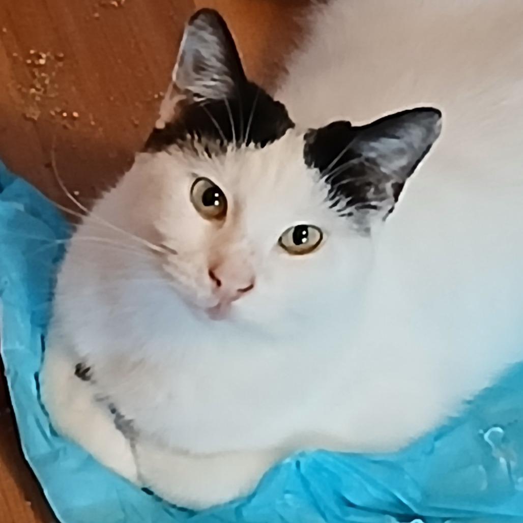 Enlarge Mooma, a Adoptable Domestic Short Hair in Irwin, PA image 5/6