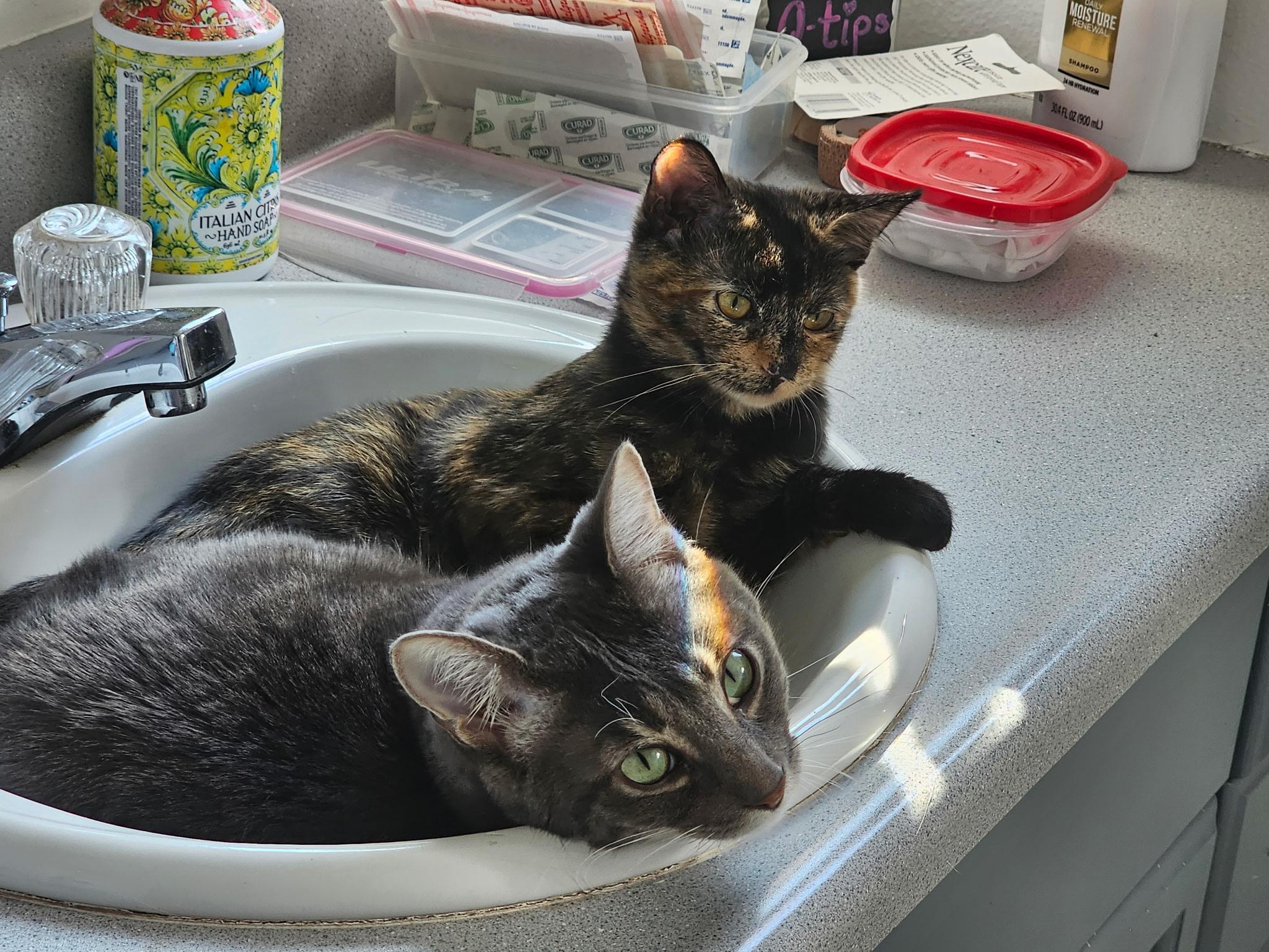 Enlarge Lola, an adoptable Domestic Short Hair in Portland, OR image 2/6