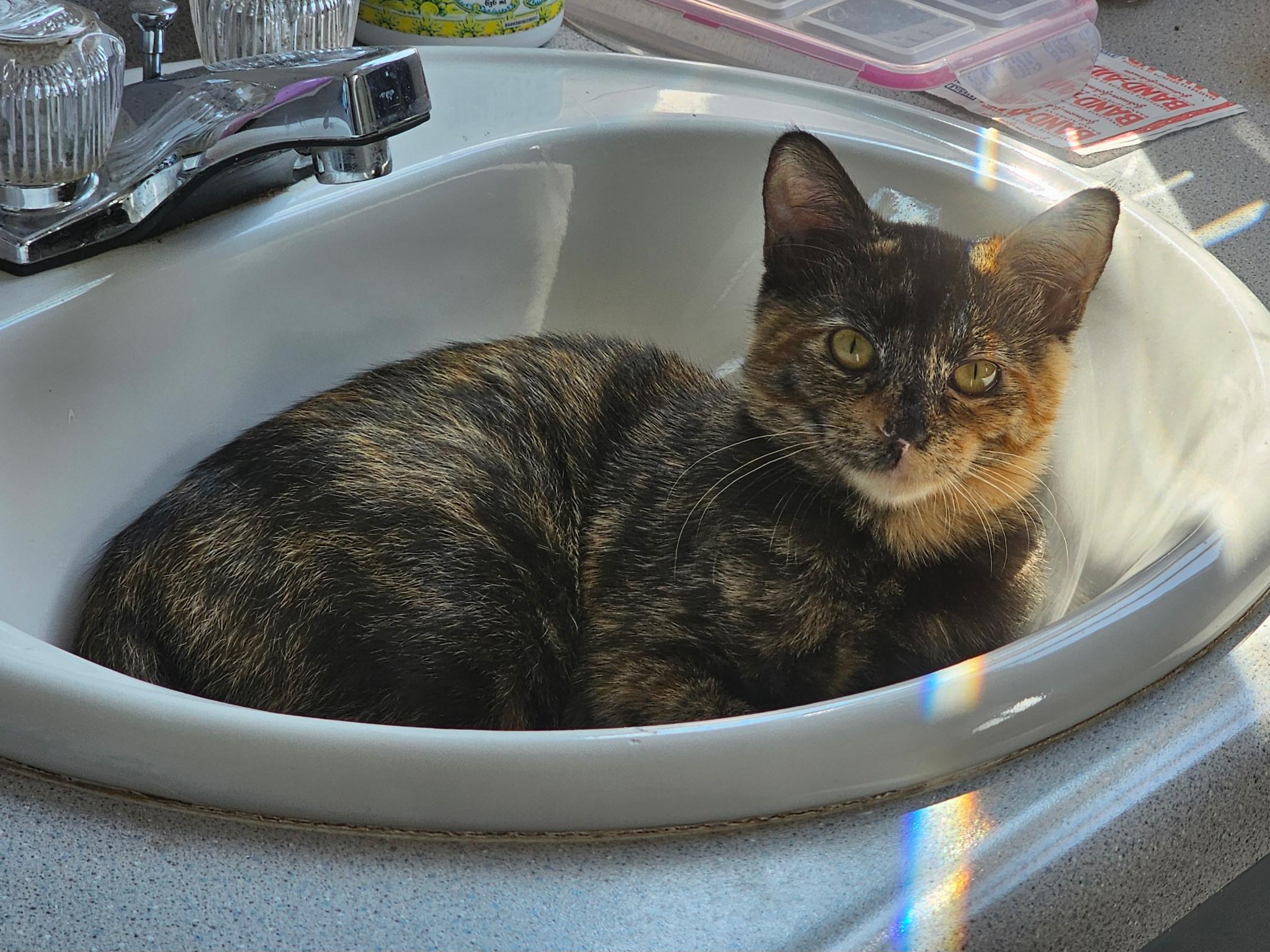 Enlarge Lola, an adoptable Domestic Short Hair in Portland, OR image 3/6