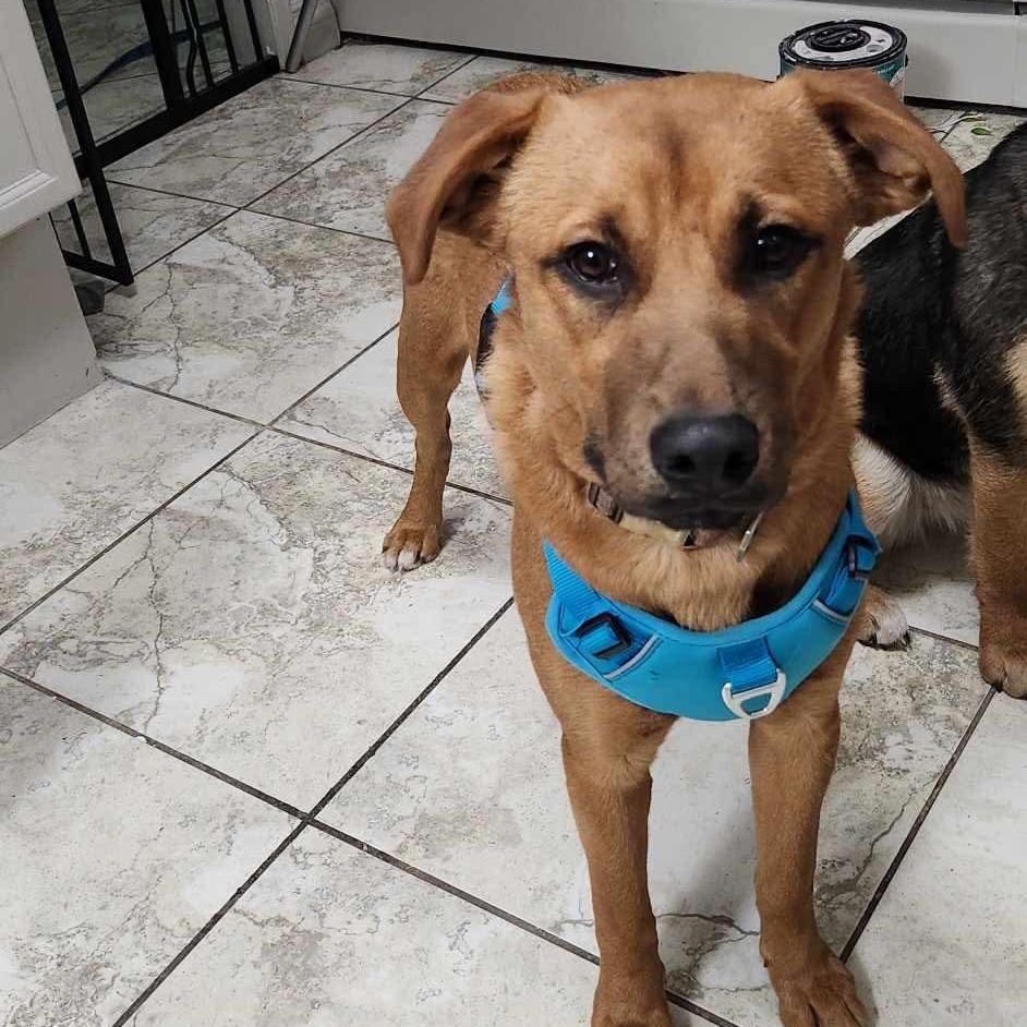 Enlarge Tyronne, a Adoptable mixed breed in Edmonton, AB image 2/6