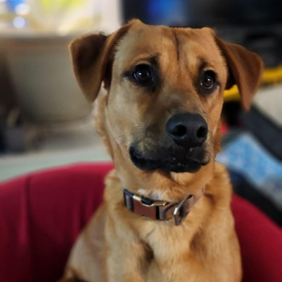 Tyronne, Adoptable, Young Male Black Mouth Cur.