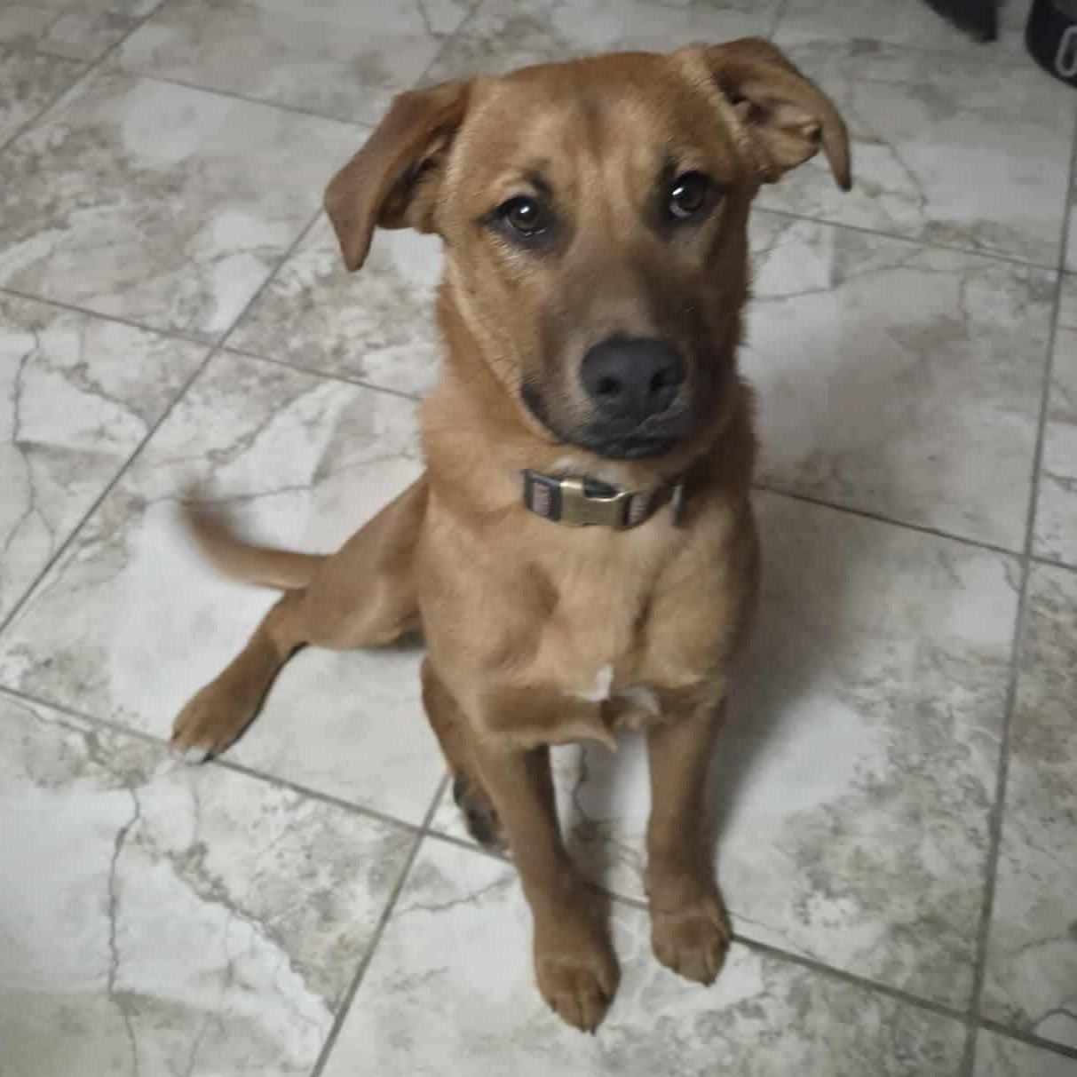 Enlarge Tyronne, a Adoptable mixed breed in Edmonton, AB image 5/6