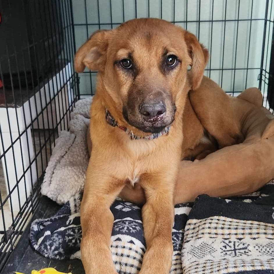 Enlarge Tyronne, a Adoptable mixed breed in Edmonton, AB image 3/6