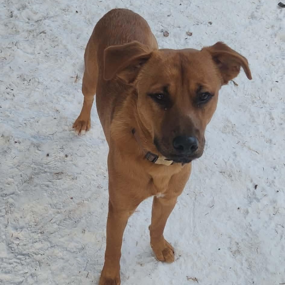 Enlarge Tyronne, a Adoptable mixed breed in Edmonton, AB image 6/6