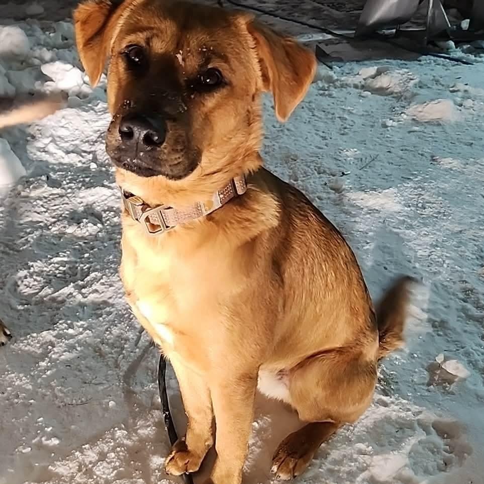 Enlarge Tyronne, a Adoptable mixed breed in Edmonton, AB image 4/6