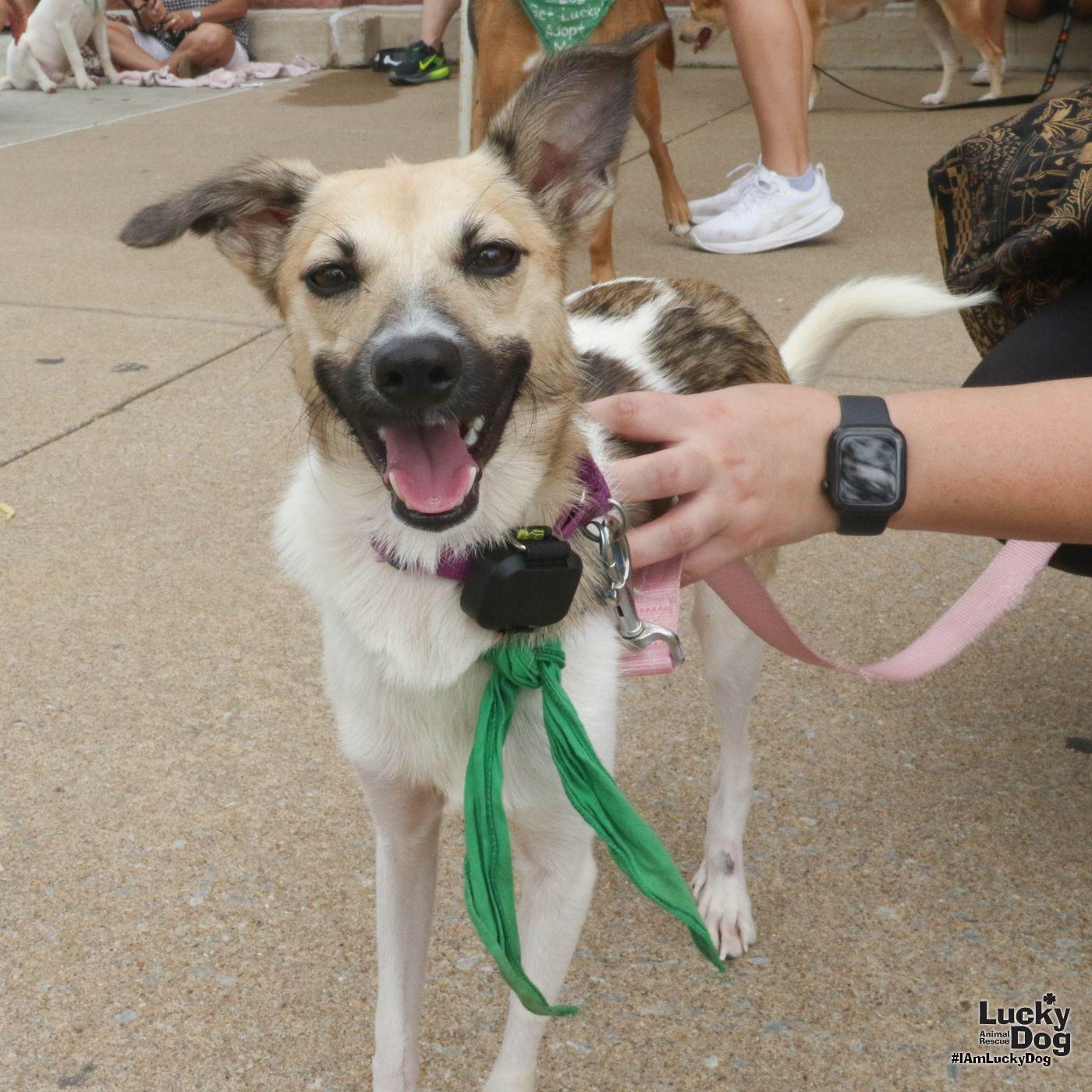 Otis, Adoptable, Young Male Terrier & Shetland Sheepdog / Sheltie.