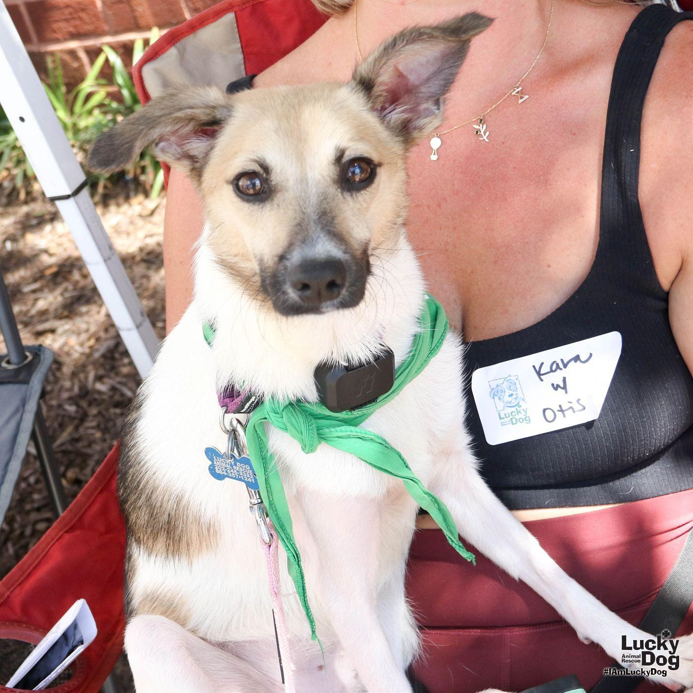 Enlarge Otis, a Adoptable mixed breed in Washington, DC image 2/3