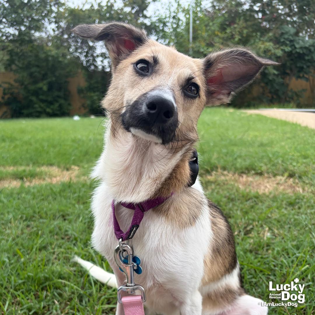 Enlarge Otis, a Adoptable mixed breed in Washington, DC image 3/3