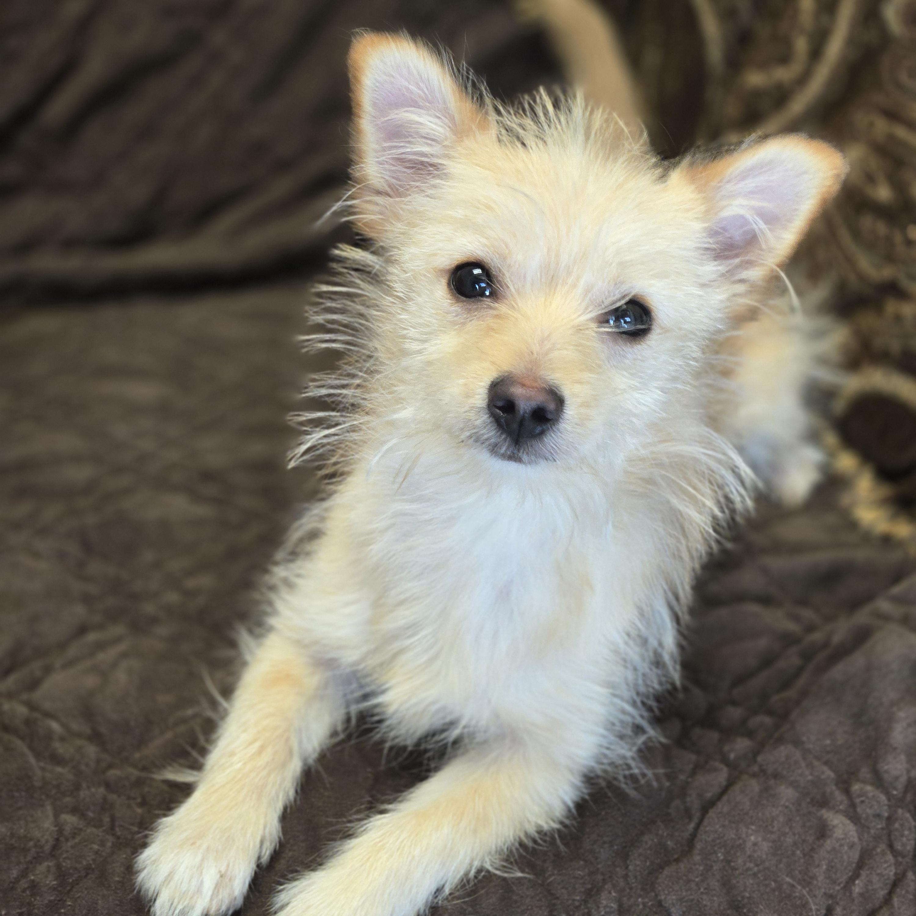 Enlarge Albie, an adopted mixed breed in Normal, IL image 4/6