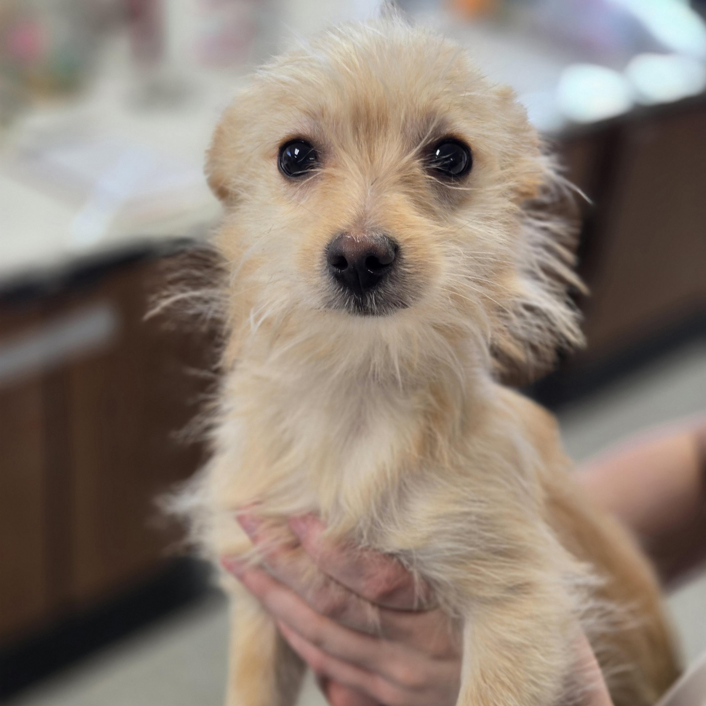 Enlarge Albie, an adopted mixed breed in Normal, IL image 5/6