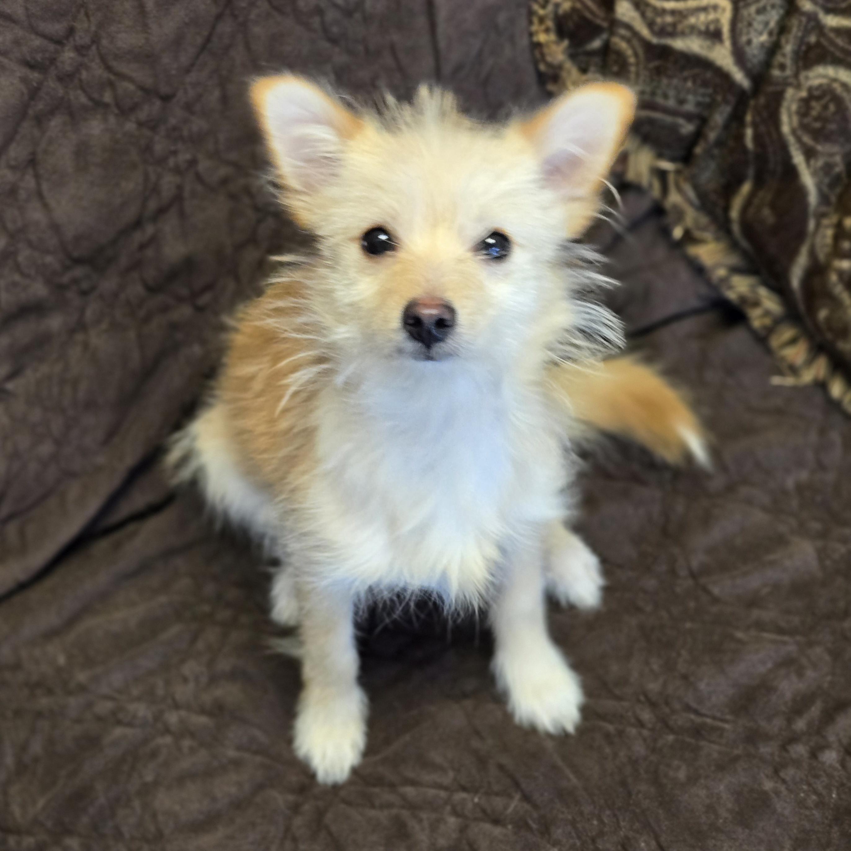 Enlarge Albie, an adopted mixed breed in Normal, IL image 3/6