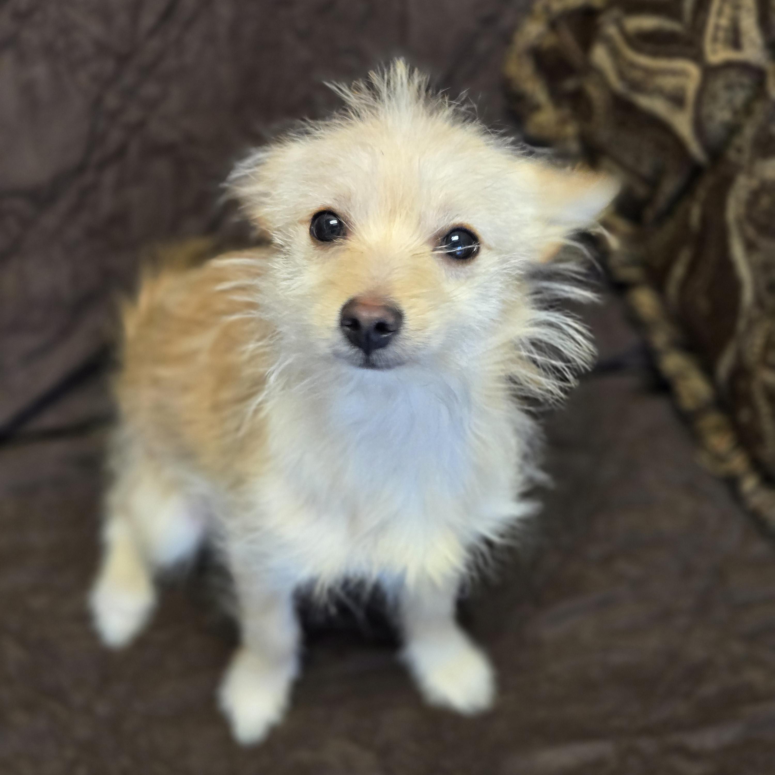 Enlarge Albie, an adopted mixed breed in Normal, IL image 6/6